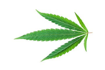 Cannabis leaf isolated on transparent background. 420 pattern. Green marijuana leaf element for...