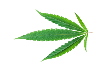 Cannabis leaf isolated on transparent background. 420 pattern. Green marijuana leaf element for design, decoration and advertising.