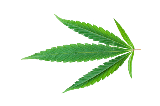 Cannabis leaf isolated on transparent background. 420 pattern. Green marijuana leaf element for design, decoration and advertising.