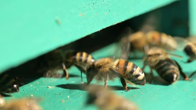 Hard working bees in sunny day, one airing the hive, others bringing honey. Close up of entrance of bee hive in hot summer day
