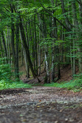 Leśna ścieżka o wieczornej porze późnym latem w zachodniej Polsce