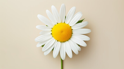 A close up of a white flower with a yellow center - Powered by Adobe