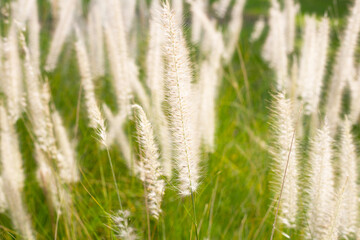 Fountain grass or pennisetum alopecuroides