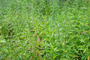 Andrographis paniculata plant in the garden