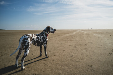 Dalmatiner am Strand