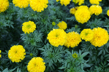 Beautiful marigold flower in the garden