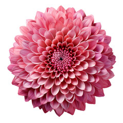 pink chrysanthemum flower isolated, yellow chrysanthemum isolated on white background, transparent png
