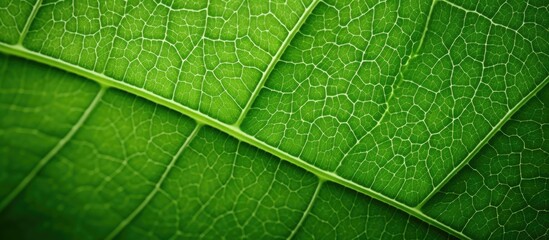 Obraz premium A detailed view of the texture of a newly formed leaf