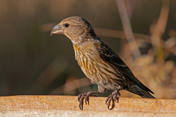 Red Crossbill (Loxia curvirostra) on concrete floor. Flu background.