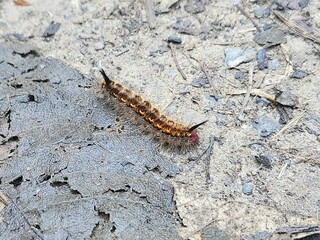 Insectos