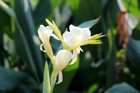 White canna flower in the garden