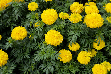 Beautiful marigold flower in the garden