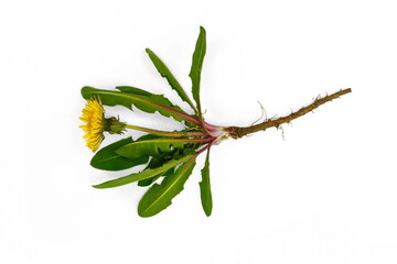 Dandelion (Taraxacum officinale) - whole plant on white background