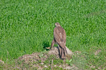 Common Buzzard (Buteo buteo) standing on the ground. Green background.