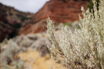 Obraz premium Red Canyons in the USA in fall. Beautiful landscape with red high mountains in autumn in orange and yellow tones. Echo Canyon, Utah, USA. Green leaves on evergreen bushes close up. Nature background
