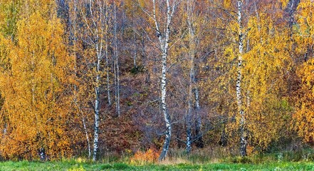 Birches in autumn colors with yellow leaves and green grass