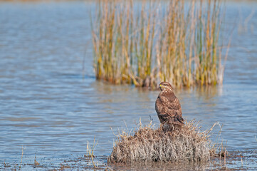 Common Buzzard (Buteo buteo) on dry water plants.