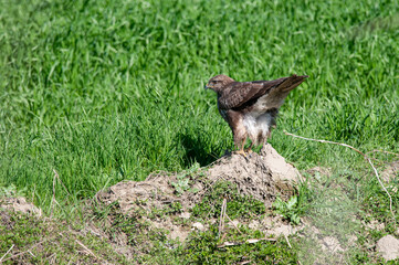 Common Buzzard (Buteo buteo) defecating on the ground. Green background.