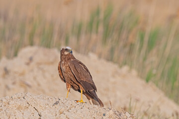 Western Marsh Harrier (Circus aeruginosus) standing on soil in a wetland.