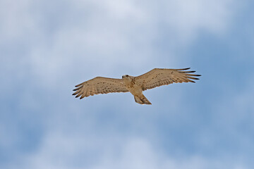 Short-toed Snake Eagle (Circaetus gallicus) flying in the sky.