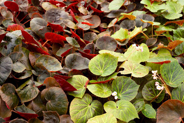 Begonia plants in the garden
