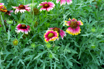 Firewheel, Indian blanket, Blanket flower