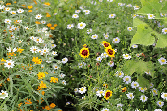 Coreopsis flower, Marguerite white flower, Zinnia angustifolia kunth flower