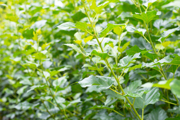 Fresh green leaves of mulberry tree in the garden
