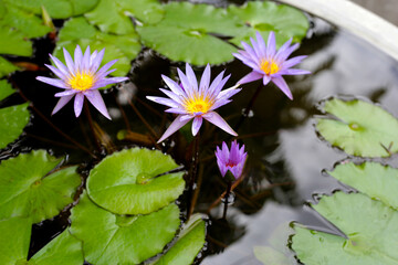 Beautiful waterlily or lotus flower with green leaves