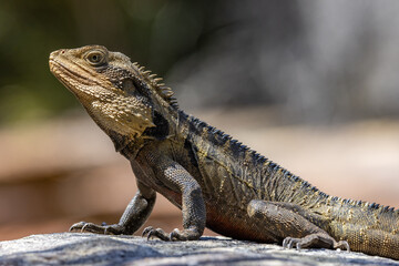 Close up portrait of an Australian Eastern Water Dragon