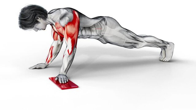 Side Push-Up with Towel-3D (088)-
Anatomy of fitness and bodybuilding with distinct active muscles-
150 frame Animation + 150 frame Alpha Matte
