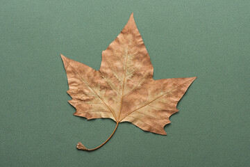 Natural brown color autumn leaf on white background