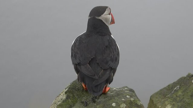 FAROE ISLANDS - JULY.16.2023 - Close-up of an Atlantic Puffin standing on a rock on the Faroe Islands.
