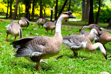 Flock of geese on green grass in the park