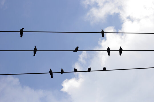 Silhouette birds on wire cable against blue sky