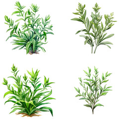 Set of Tarragon herbs isolated on white background - obrazy, fototapety, plakaty
