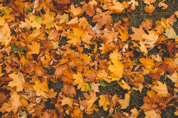 Autumn leaves on a tree, beautiful picture