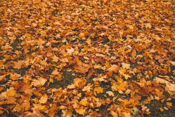Autumn leaves on a tree, beautiful picture