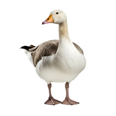 Goose on transparent background