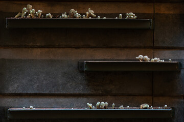 Wooden brown wall with planted mini succulents on shelves