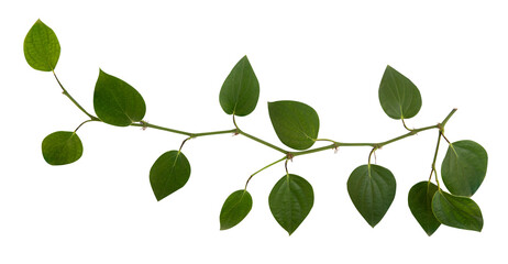 Pepper or Piper nigrum branch green leaves on transparent background.top view.