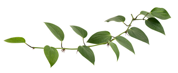 Pepper or Piper nigrum branch green leaves on transparent background.