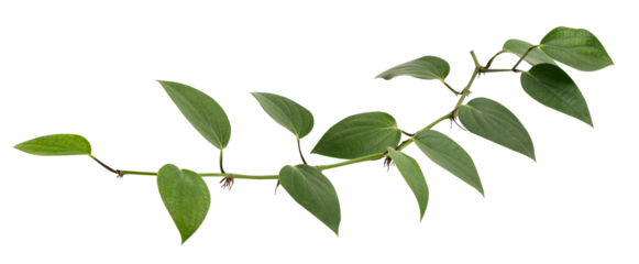 Pepper or Piper nigrum branch green leaves on transparent background.