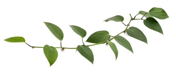 Foto op Plexiglas Pepper or Piper nigrum branch green leaves on transparent background. © wasanajai