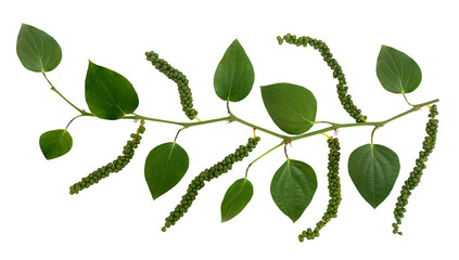 Pepper fruits or Piper nigrum and green leaves on transparent background.top view. - obrazy, fototapety, plakaty