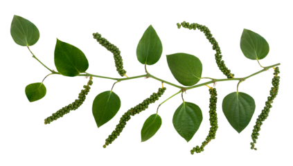 Pepper fruits or Piper nigrum and green leaves on transparent background.top view.