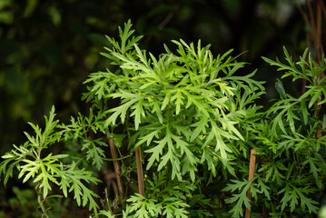 Mugwort branch green leaves on natural background.