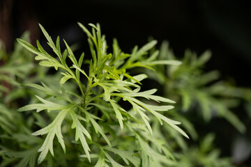 Mugwort branch green leaves on natural background.