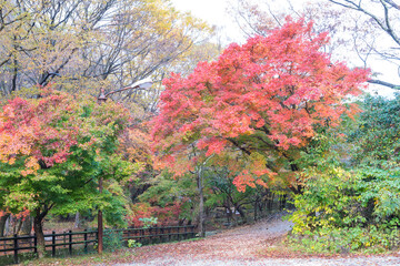정읍 내장산국립공원의 아름다운 단풍