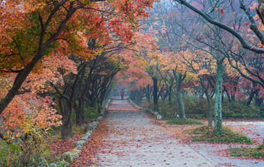 Fototapeta na wymiar 정읍 내장산국립공원의 아름다운 단풍